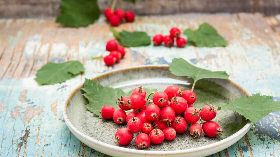 Κράταιγος (Hawthorn Berry): Το Βότανο της Καρδιάς και της Υπότασης