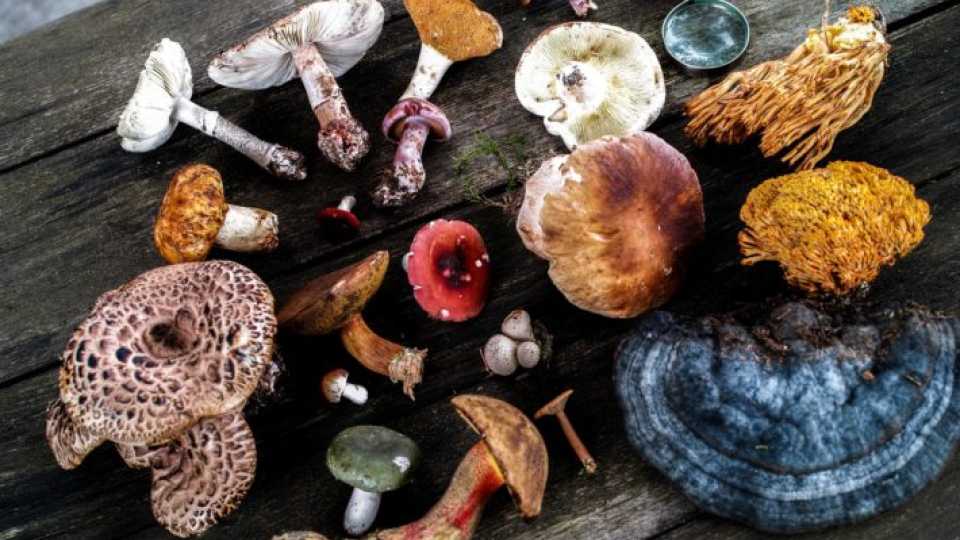 Φαρμακευτικά μανιτάρια στην εμμηνόπαυση: Ό,τι αξίζει να ξέρεις