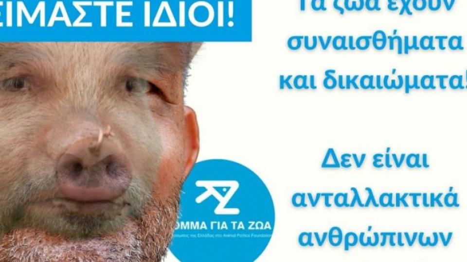 Οι Φιλόζωοι Κατά Της "Κατασκευής" Ζώων Για Τις Μεταμοσχεύσεις Σε Ανθρώπους