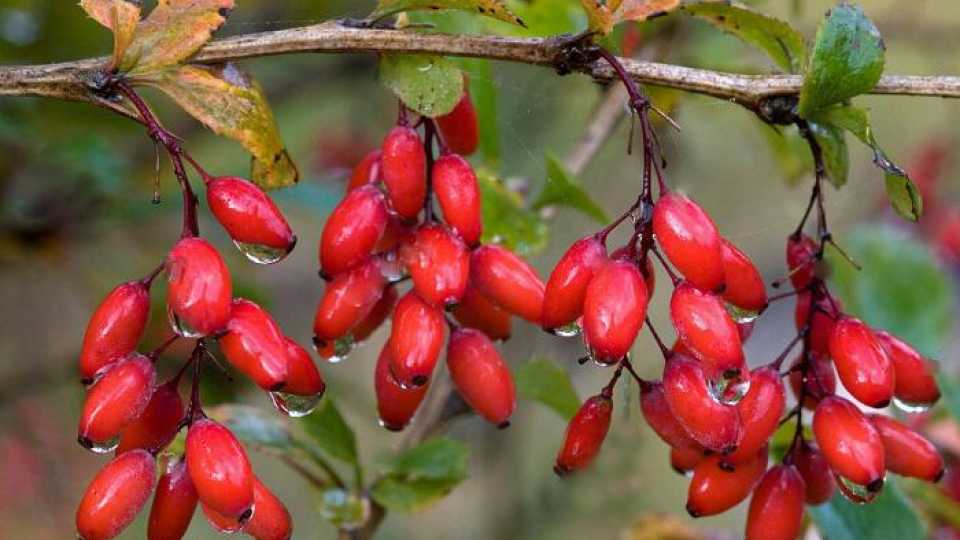 Ο ρόλος της βερβερίνης στον μεταβολισμό