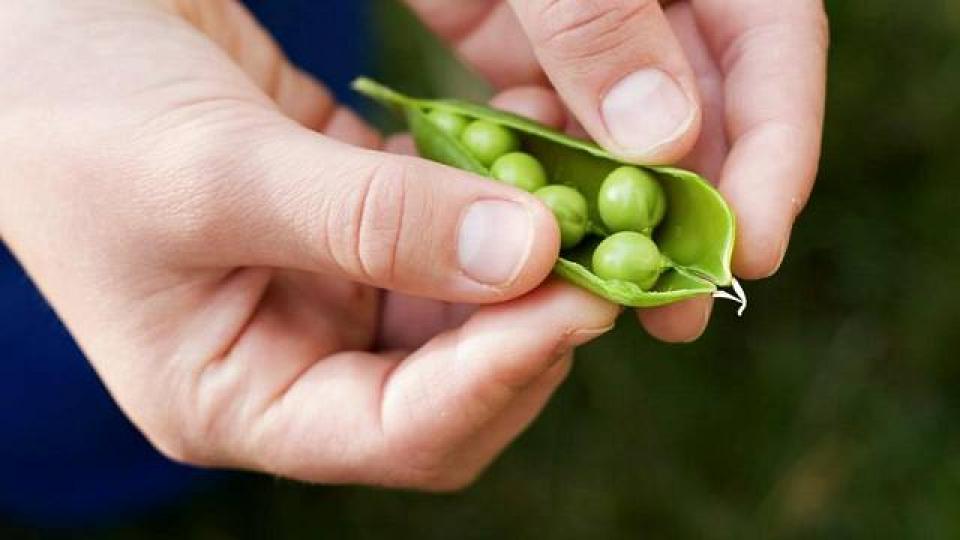 Δημιουργία μπιζελιών με αυξημένο σίδηρο θα λύσει το πρόβλημα της ανεπάρκειας παγκοσμίως