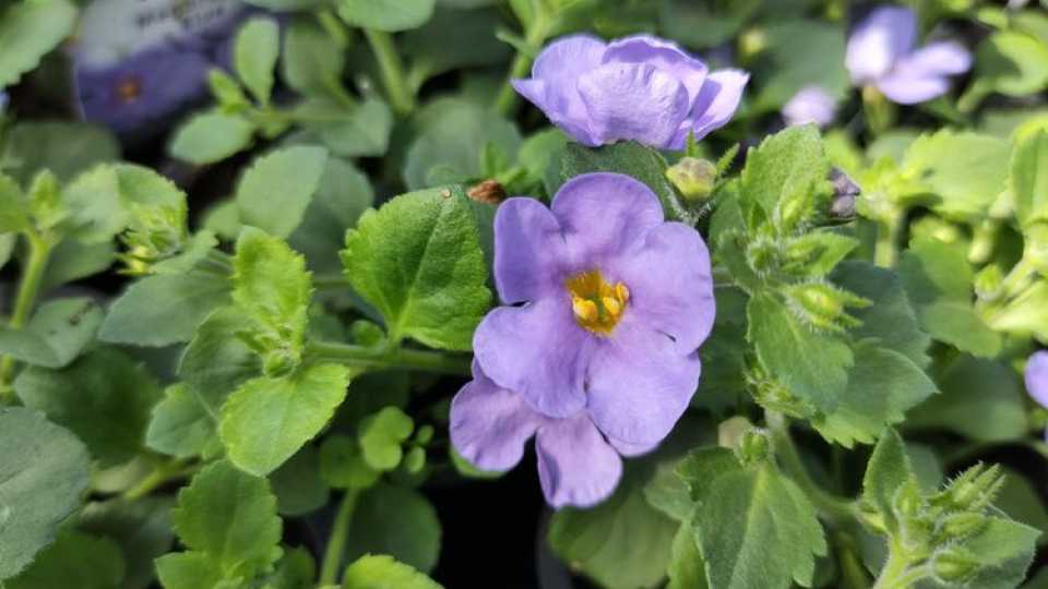 Μπακόπα (Bacopa Monnieri): Το Αρχαίο Βότανο της Νοητικής Ενίσχυσης και η Σύγχρονη Επιστήμη