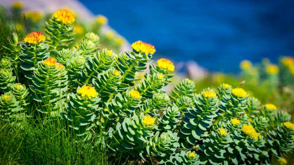 Η Σιωπηλή Δύναμη του Rhodiola Rosea: Το Προσαρμογόνο Βότανο που Νικά την Κυτταρική Κόπωση