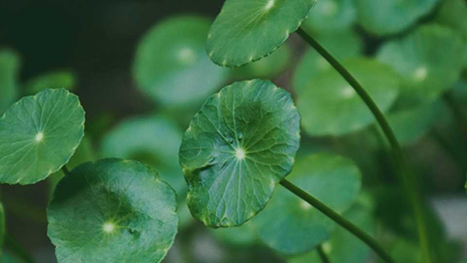Gotu Kola (Centella asiatica): Το Βότανο της Μακροζωίας και της Νοητικής Διαύγειας