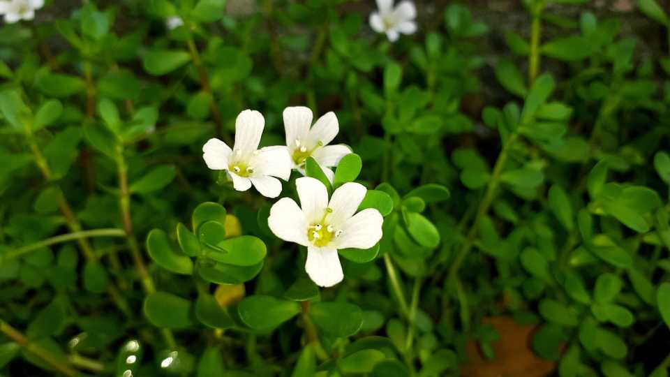 Mπακόπα (Bacopa Monnieri): Το Αρχαίο Βότανο για τη Μνήμη, τη Συγκέντρωση και το Άγχος