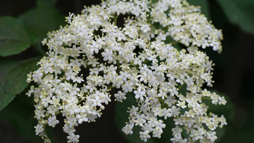 Σαμπούκος (Elderberry): Το Παραδοσιακό Βότανο και τι λέει η Επιστήμη