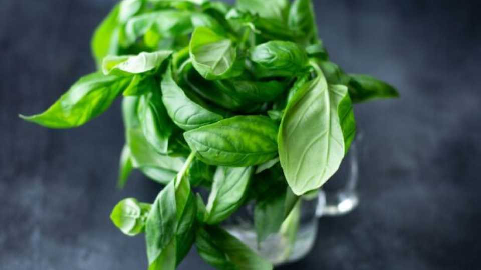 Αρωματικό νερό με βασιλικό και λάιμ: η πιο δροσερή συνήθεια ενυδάτωσης