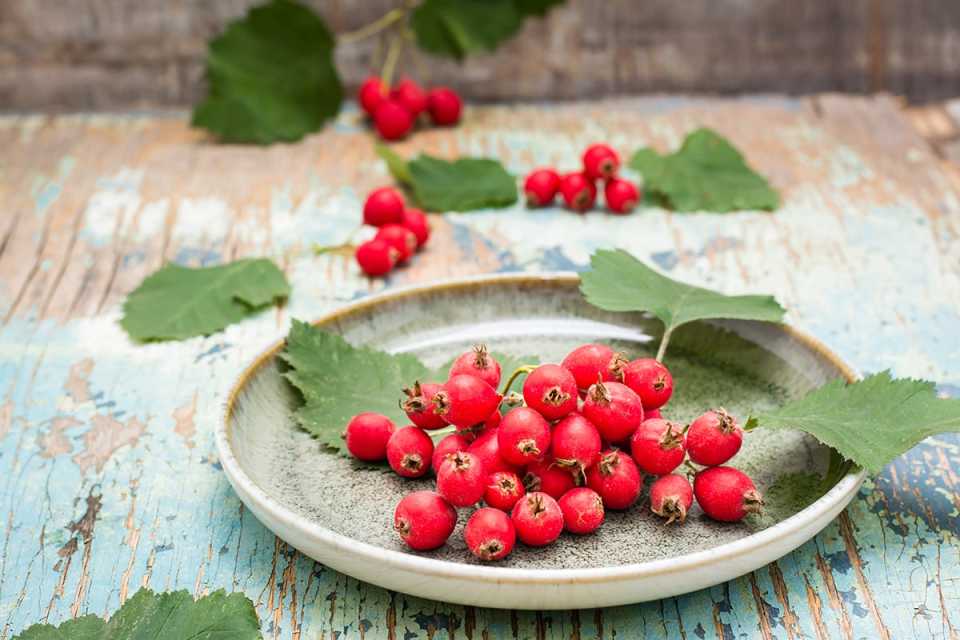 Κράταιγος (Hawthorn Berry): Το Βότανο της Καρδιάς και της Υπότασης