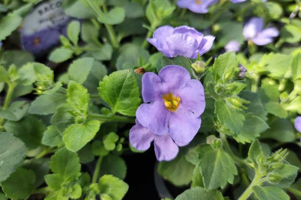 Μπακόπα (Bacopa Monnieri): Το Αρχαίο Βότανο της Νοητικής Ενίσχυσης και η Σύγχρονη Επιστήμη