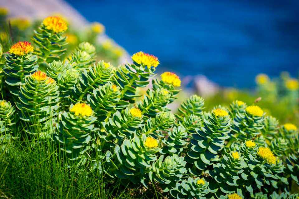 Η Σιωπηλή Δύναμη του Rhodiola Rosea: Το Προσαρμογόνο Βότανο που Νικά την Κυτταρική Κόπωση