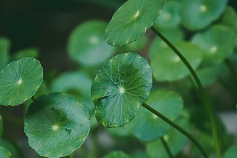 Gotu Kola (Centella asiatica): Το Βότανο της Μακροζωίας και της Νοητικής Διαύγειας