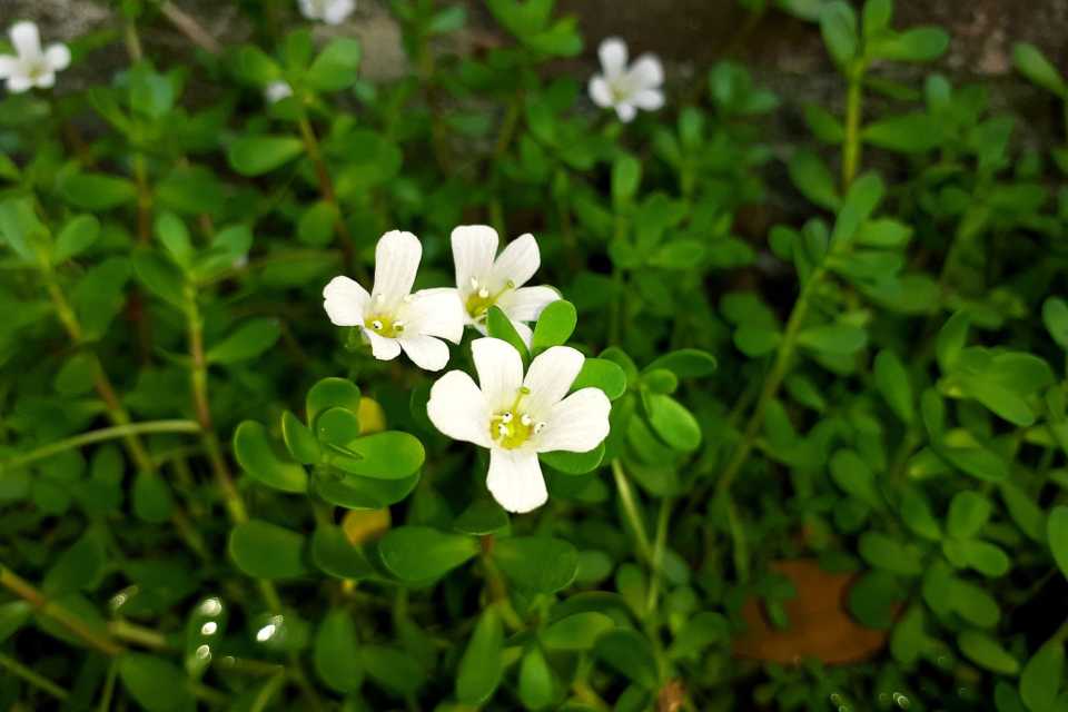 Mπακόπα (Bacopa Monnieri): Το Αρχαίο Βότανο για τη Μνήμη, τη Συγκέντρωση και το Άγχος