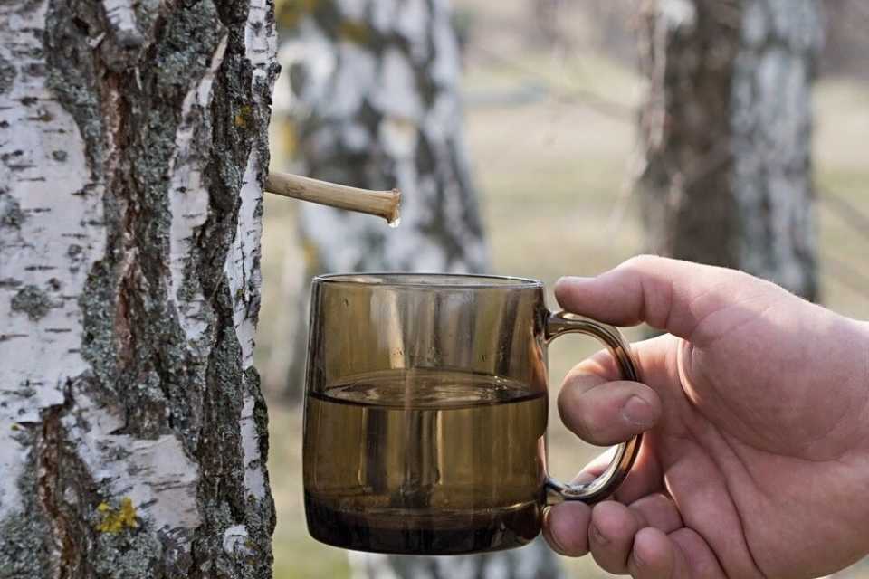 Birch sap: το “νερό του δάσους” που γίνεται νέο trend ευεξίας