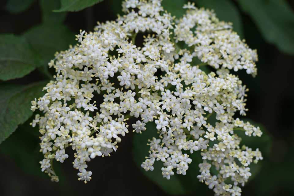 Σαμπούκος (Elderberry): Το Παραδοσιακό Βότανο και τι λέει η Επιστήμη
