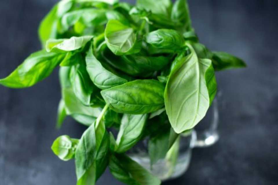 Αρωματικό νερό με βασιλικό και λάιμ: η πιο δροσερή συνήθεια ενυδάτωσης